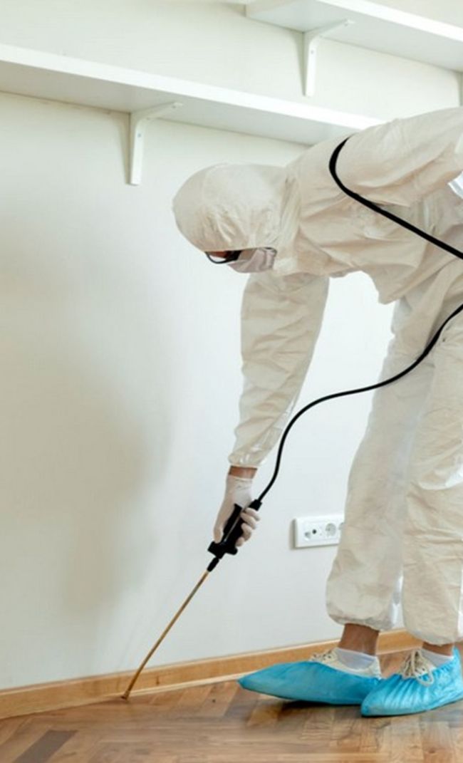 dedetizadora em Canoas